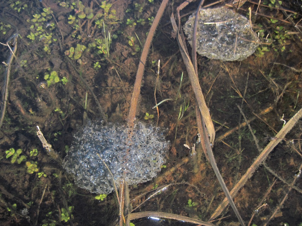 Fermento nei canali e stagni.